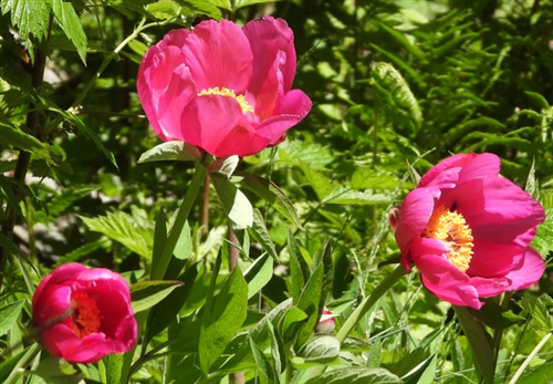 Sentiero delle Peonie e Ane...